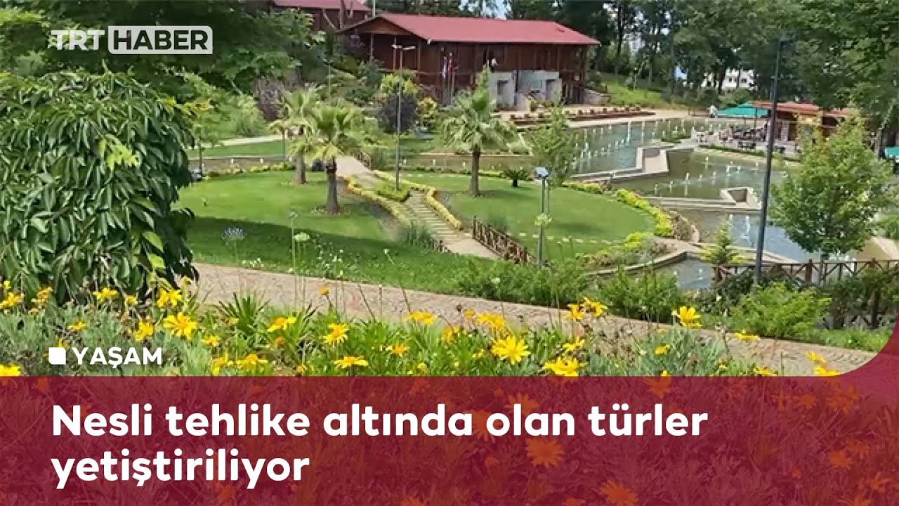 Trabzon Botanik Parkı 500 türde 20 bin bitkiye ev sahipliği yapıyor