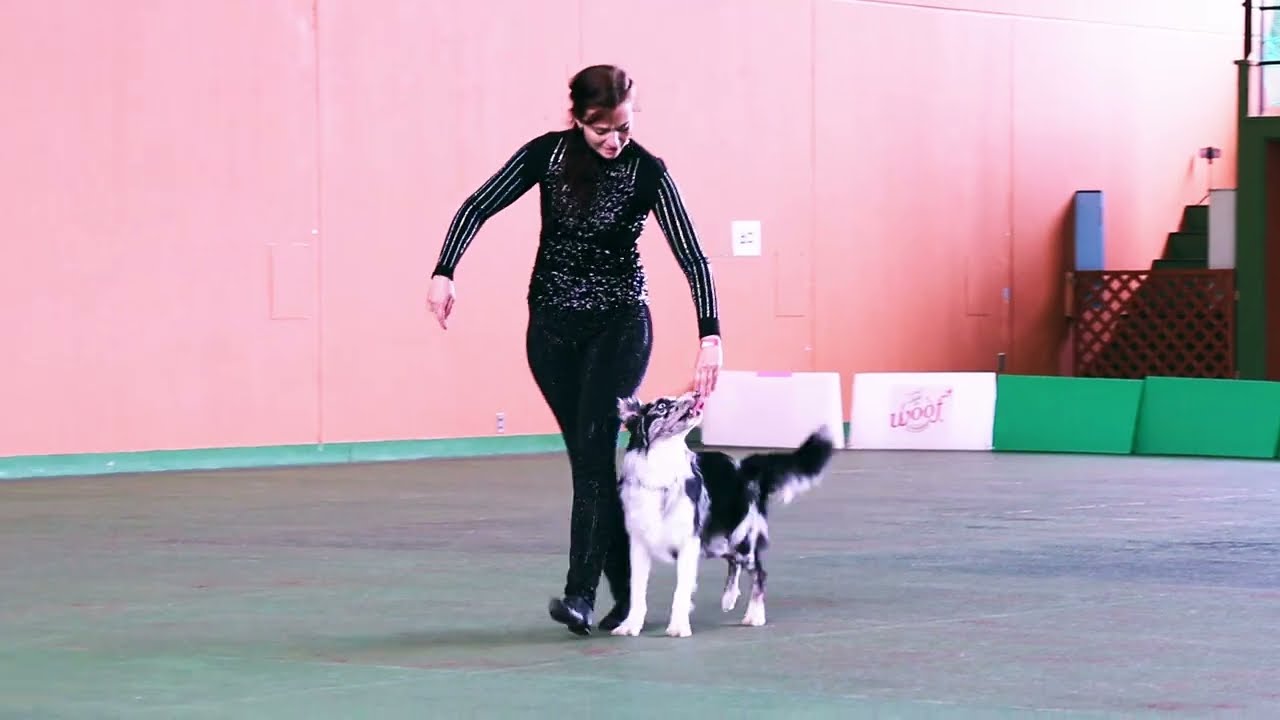 Django DogGymShake K9 Dancing competition