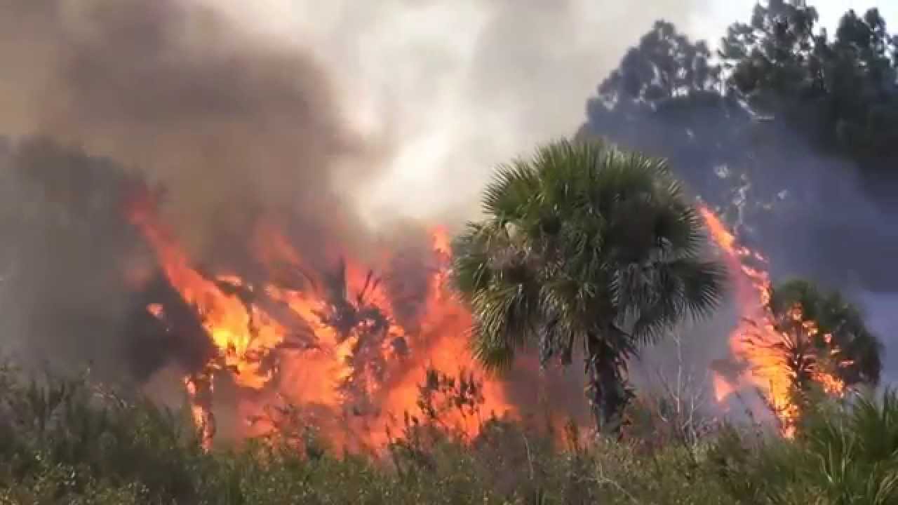 The Florida Forest Service