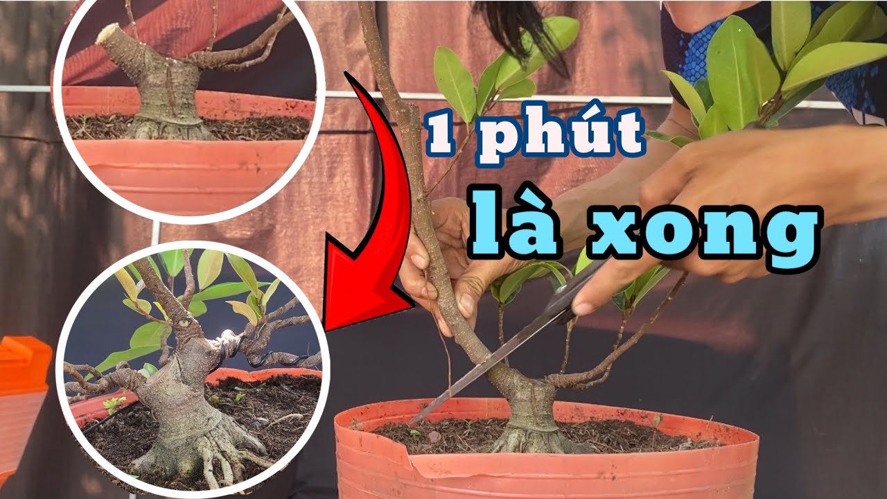 hướng dẫn cách nuôi cây bonsai trực  lắc , cây bài ngắn gọn ai cũng làm được video mới nhất
