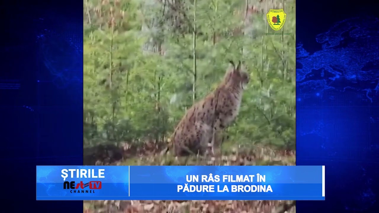 Un r&acirc;s filmat &icirc;n pădure la Brodina