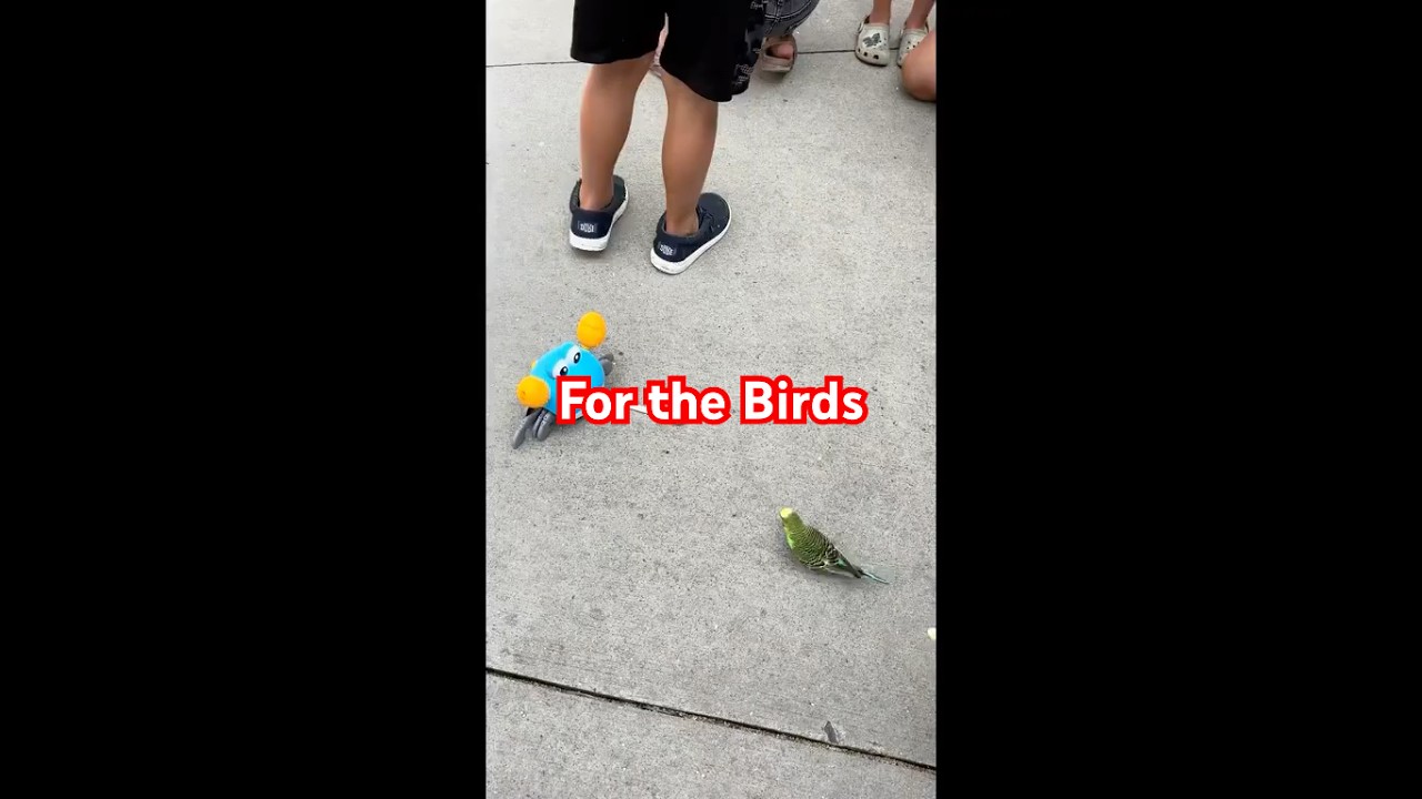For the Birds with Jimmy Crabsworth 