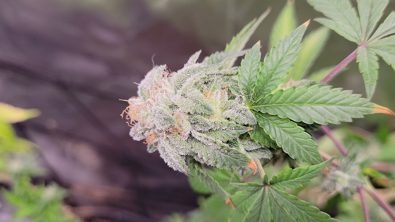 MarsHydro SP3000 Week #7 flower. killer purps, Super Lemon Haze, Mango Pie, White Widow Bomb.