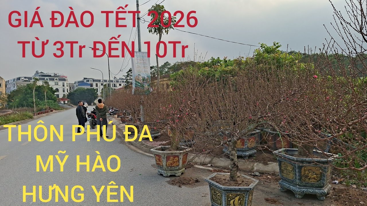 BÁO GIÁ ĐÀO CHƠI TẾT 2026 GIÁ TỪ 3Tr500k ĐẾN 10Tr tại thôn phú Đa , thị Xã Mỹ Hào ,Hưng Yên 