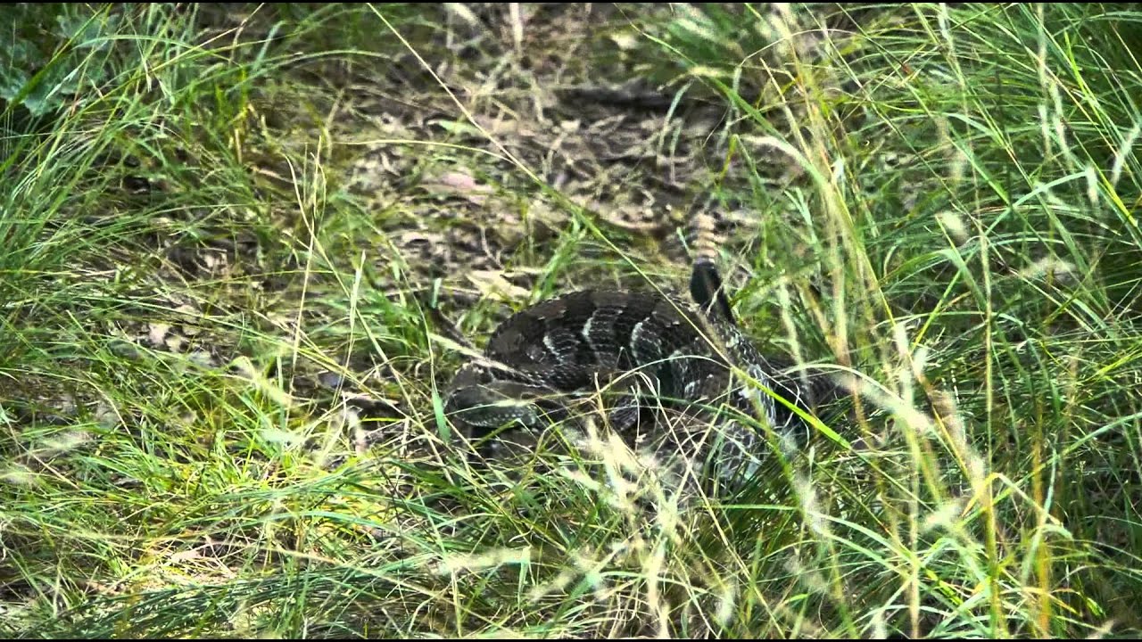 Venomous Rattle Snake Run In - Snake Expert Interview Part 2 - GreenXC Jefferson National