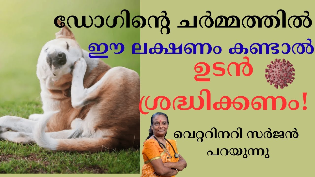 നിങ്ങളുടെ Dog ന്റെ Skin ൽ ഈ ലക്ഷണം കണ്ടാൽ ഉടൻ ശ്രദ്ധിക്കണം ! Chronic Skin Problems In Dogs