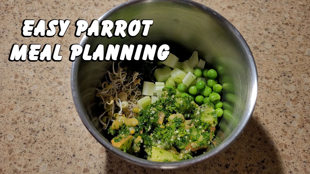 EASY Weekly Parrot Chop - Jasper the Eclectus Parrot