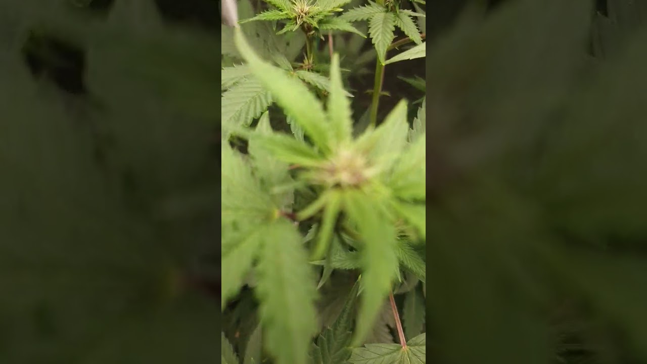 #cannabis #sourdiesel #purplesourdiesel #biocanna #organic #flowering