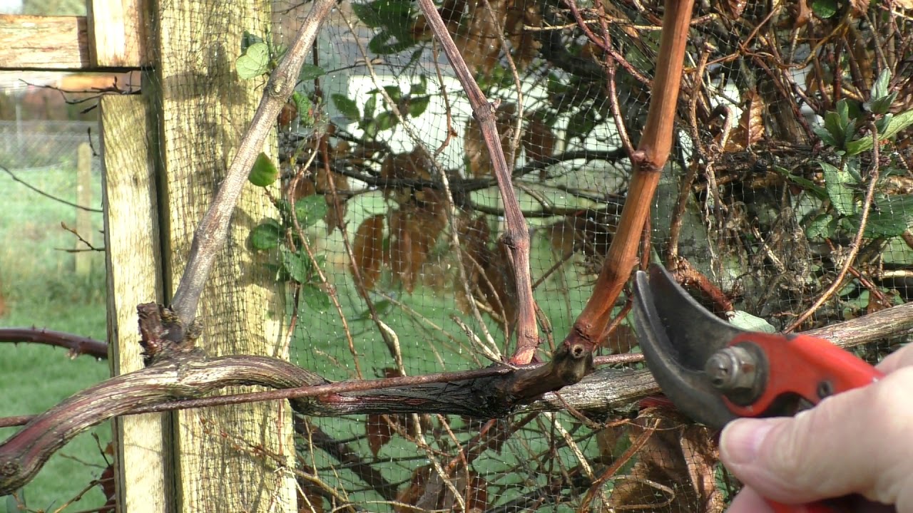 009 -Winter Pruning Of Grape Vines-17th December 2020