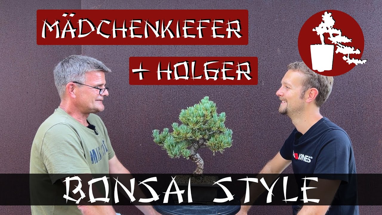 Besuch von Holger | Mädchenkiefer (Pinus parviflora) | #036 Bonsai Style
