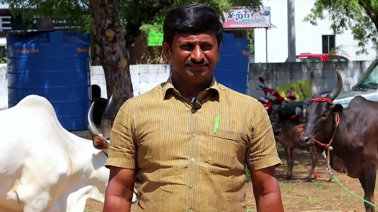 THIRUCHENGODE MADUKAL JAI FARMS TAMILARASAN MANIYANOORKARAR NATTU MATTU SANTHAI|14-09-2025|
