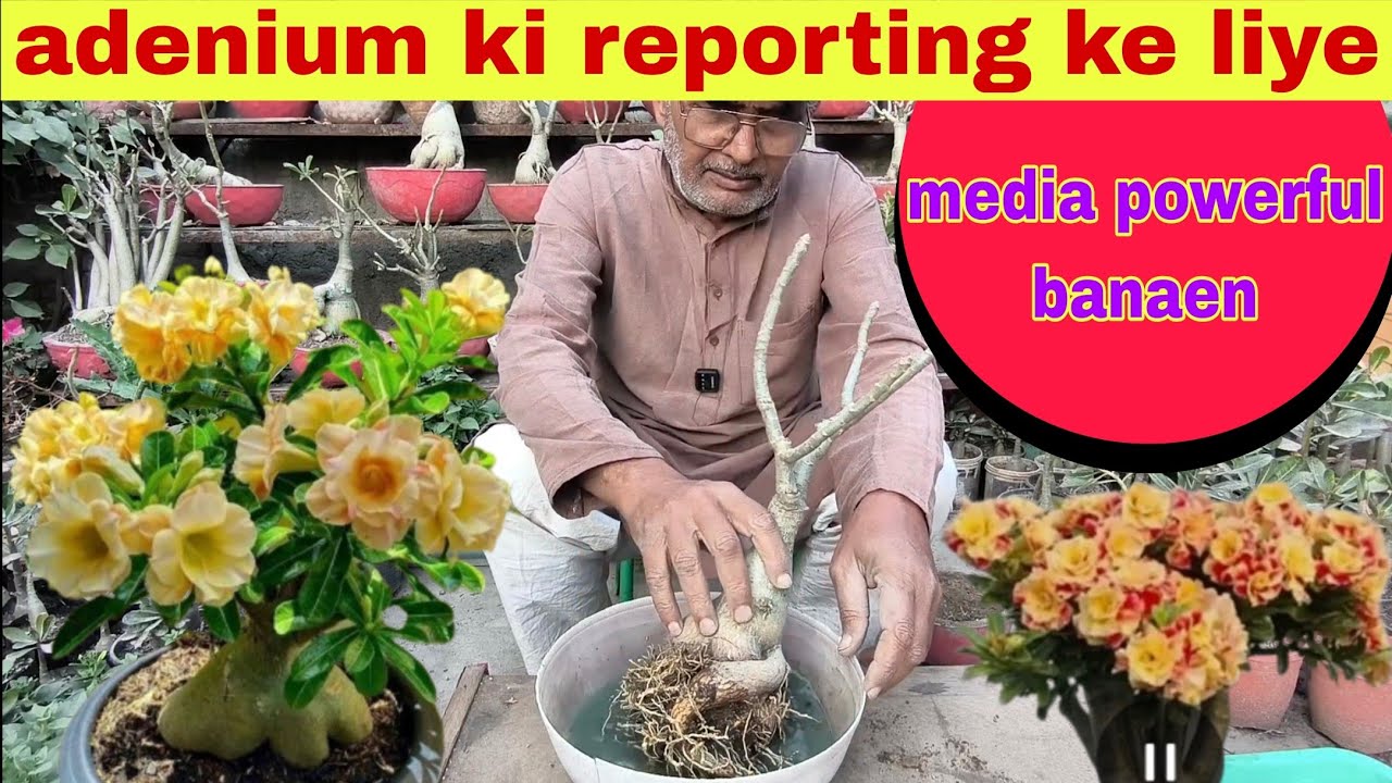 Adenium ki reporting ke liya media powerful banaen