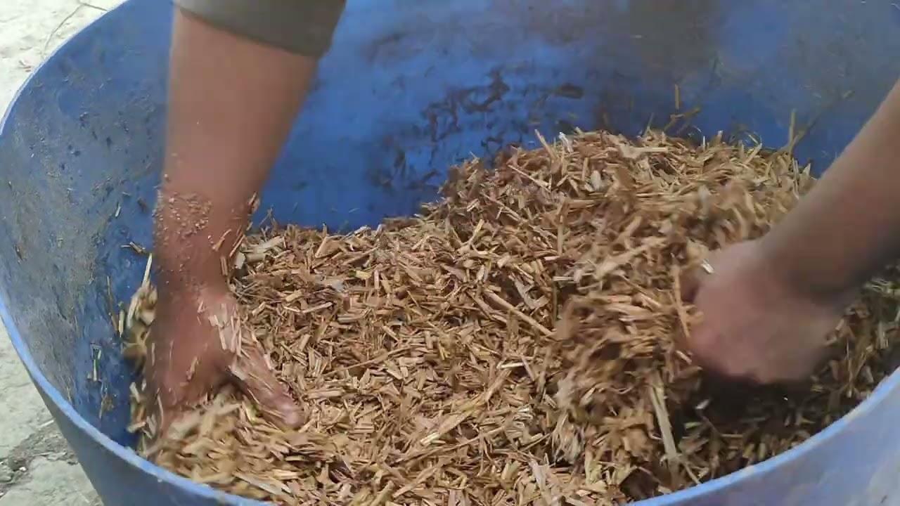 খড় দিয়ে কিভাবে ছাগল লালন পালন করতে হয় 