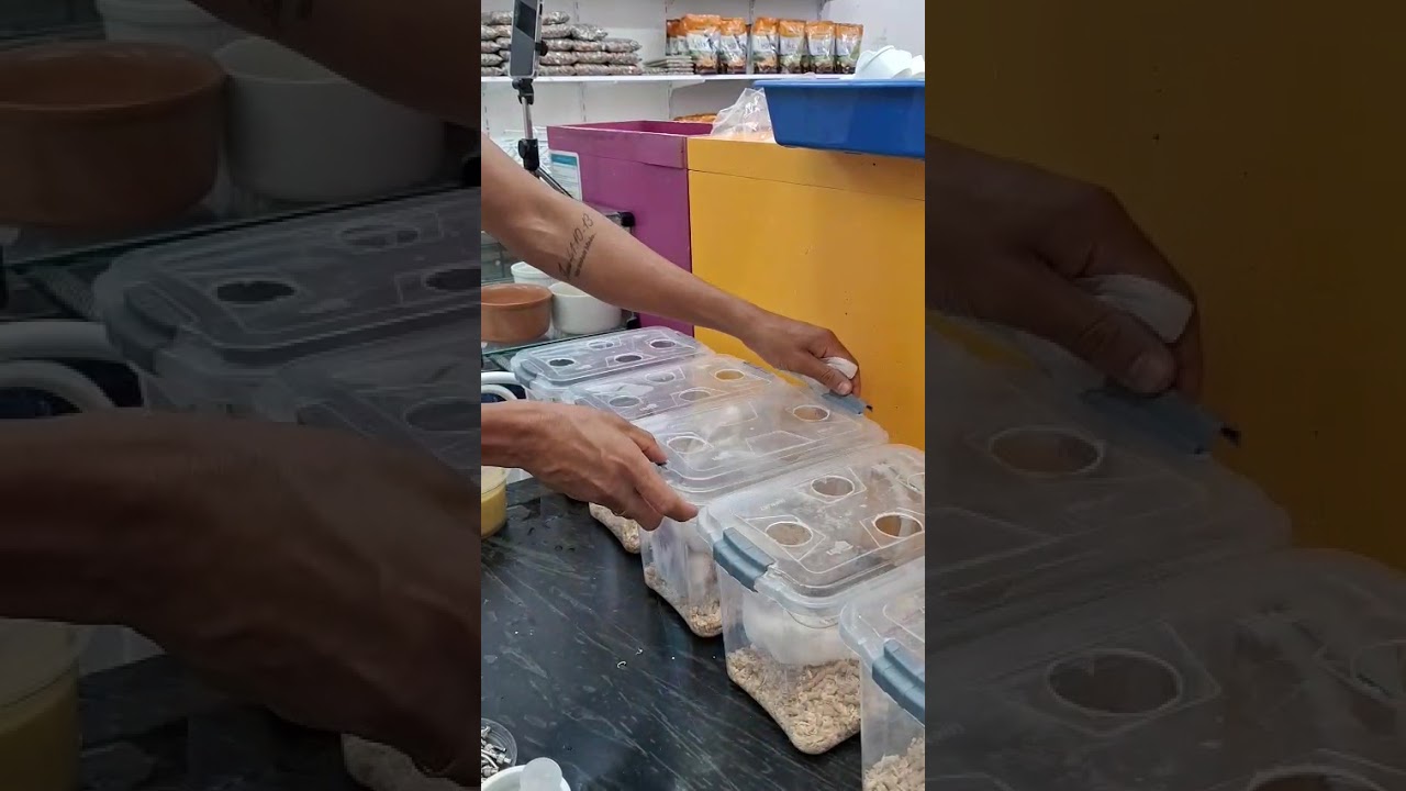 Um pouco de como é feita a alimentação dos nossos filhotes de Calopsitas!!!