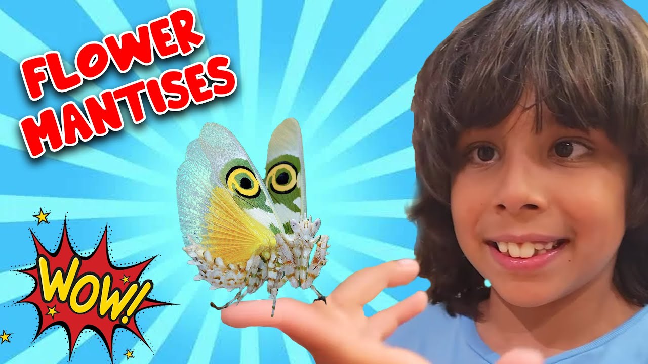 These are Luke's Spiney Flower Mantises that Emily Roberts loved From Snake Discovery!