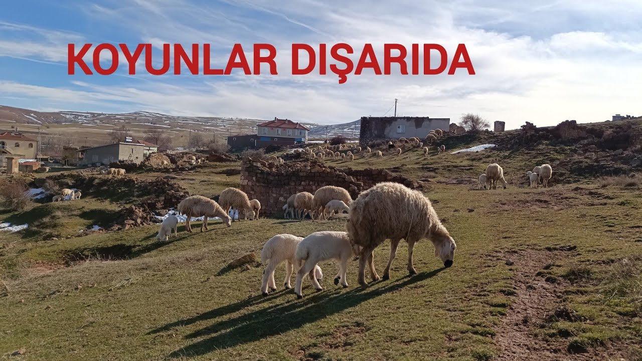 KOYUNLAR DIŞARIDA🐑/ KARLAR ERİDİ❄️🌱