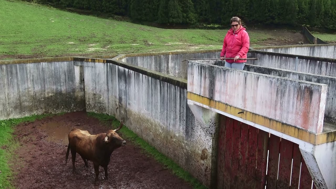 Hard Work On RB Cattle Ranch - Trabalho Duro Na Ganadaria RB