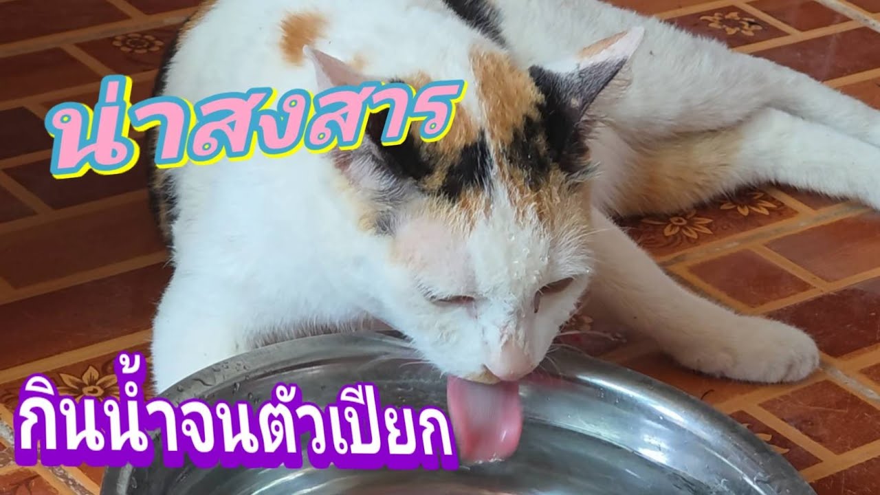 น่าสงสารกินน้ำตัวเปียก@stray_cats 