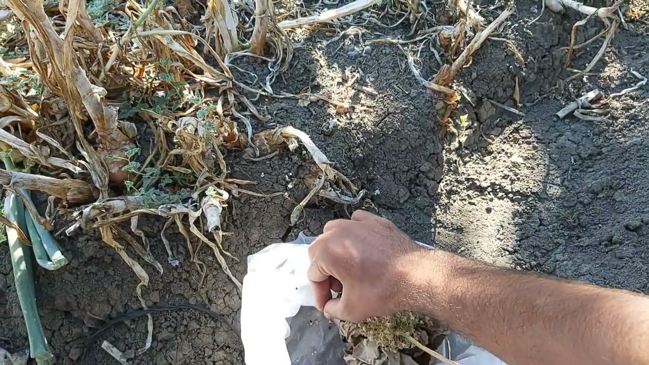 Soğan tohumu nasıl elde edilir?