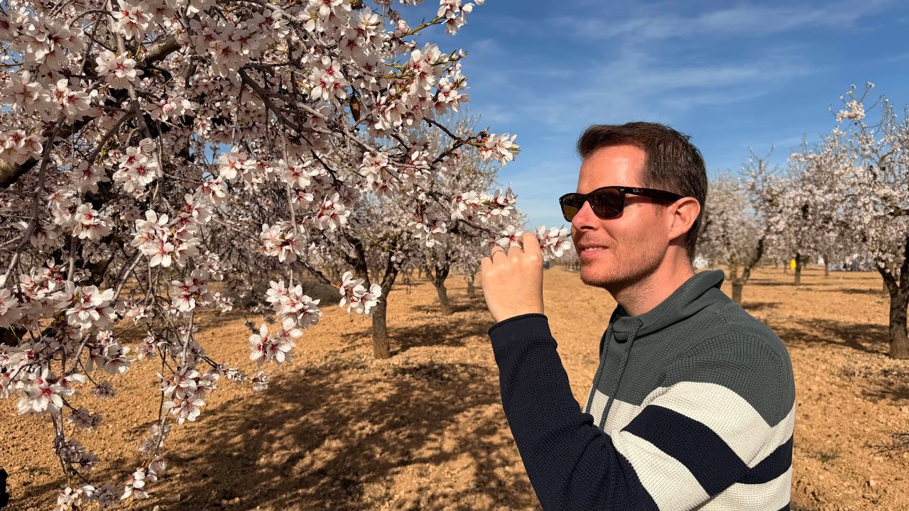 🌸 Explosi&oacute;n de color: Melocotoneros en flor en Aitona y Almendros en Arbeca 🌸