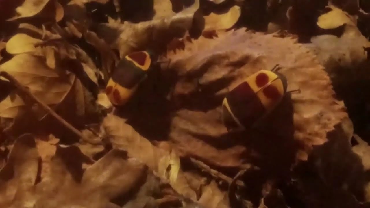 Kongo Rosenkäfer Haltung und Zucht (Pachnoda marginata peregrina)