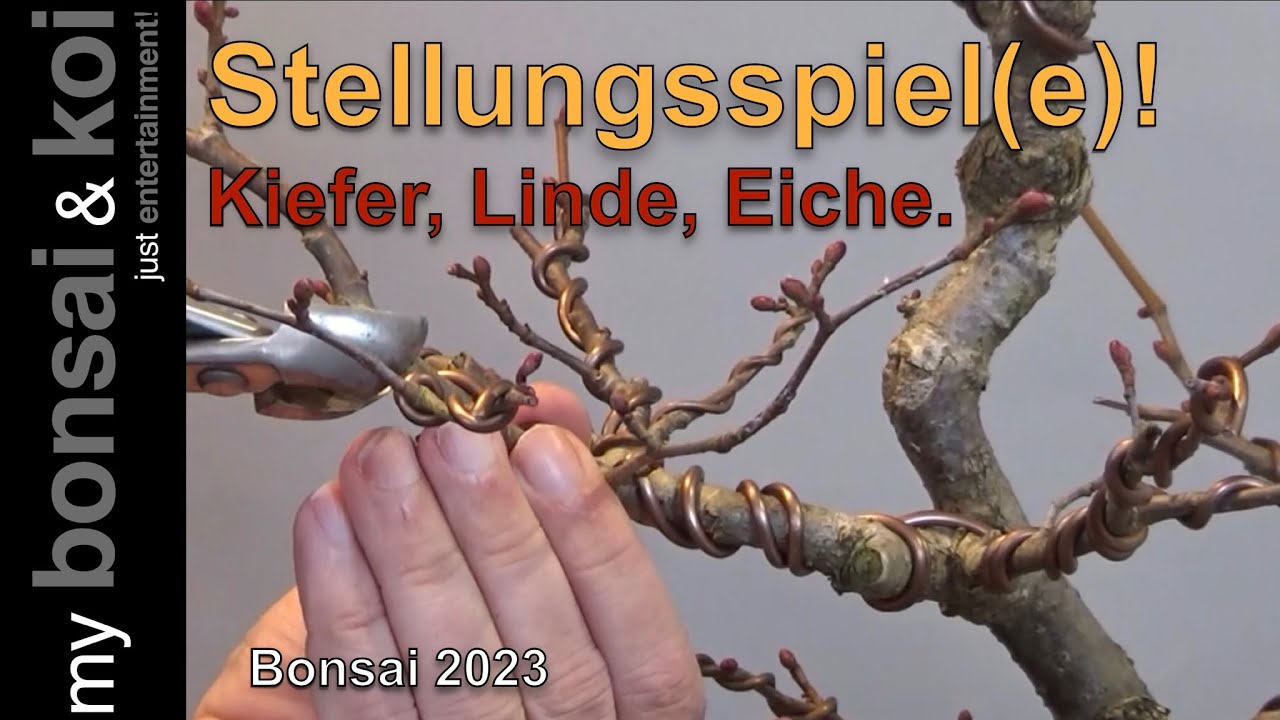 Bonsai 2024-5 - Kiefer, Linde, Eiche, Kiefer - Stellungsspiel(e)