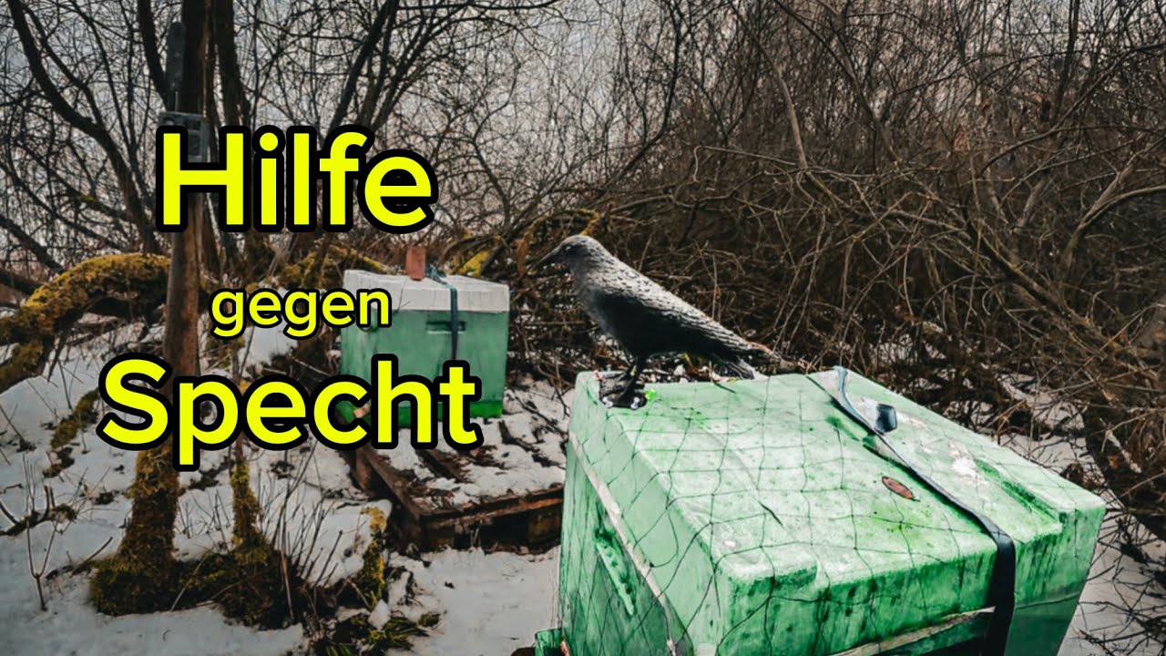Imker - Vlog #10 Volkverlust und Winterfrust