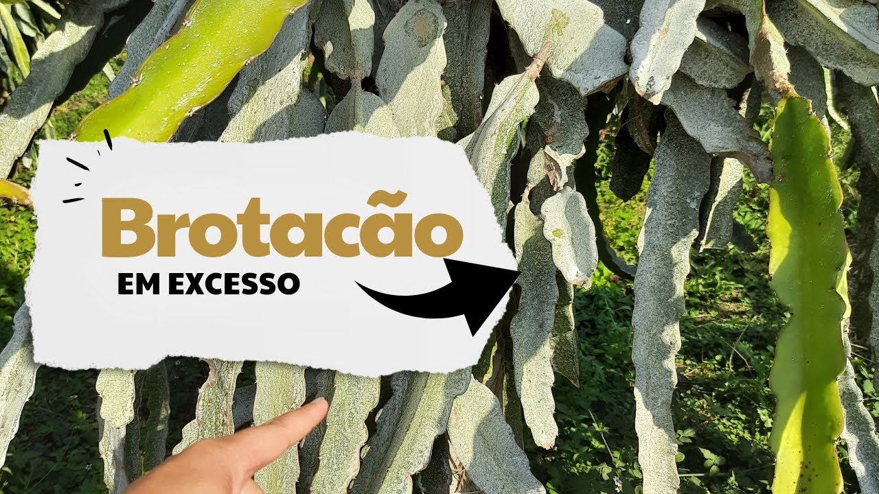 Brotacão em excesso na pitaya o que fazer!