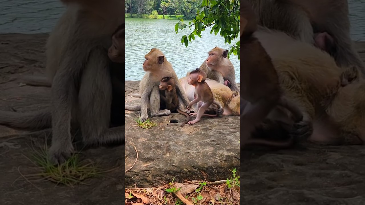 Adorable Lovely Babies Monkeys Angkor