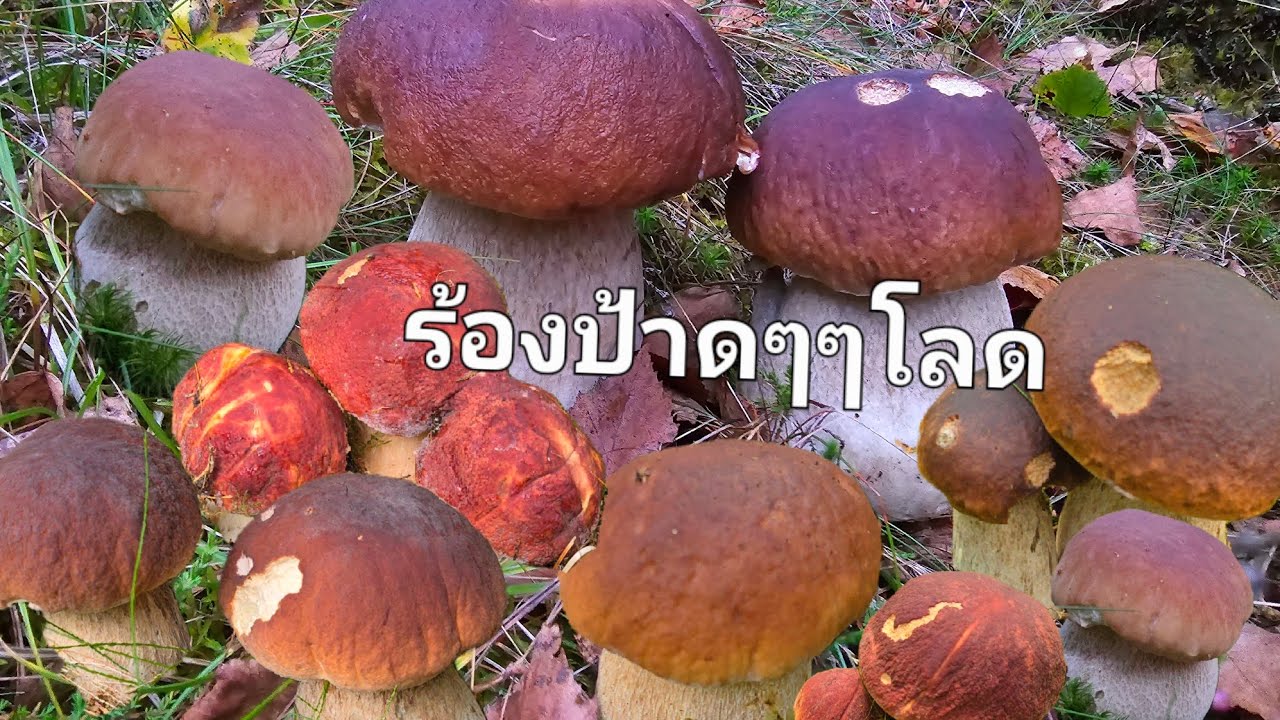 ยิ้มแฉ่งวิ่งถอนเห็ดผึ้งกันจ้า🍄🍄🍄‍🟫🍄‍🟫มันเยอะเต็มป่าไปหมดเลย