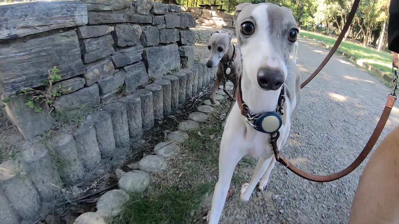 愛犬と視聴者さんを探して唐突にプレゼントを渡してみたいwww