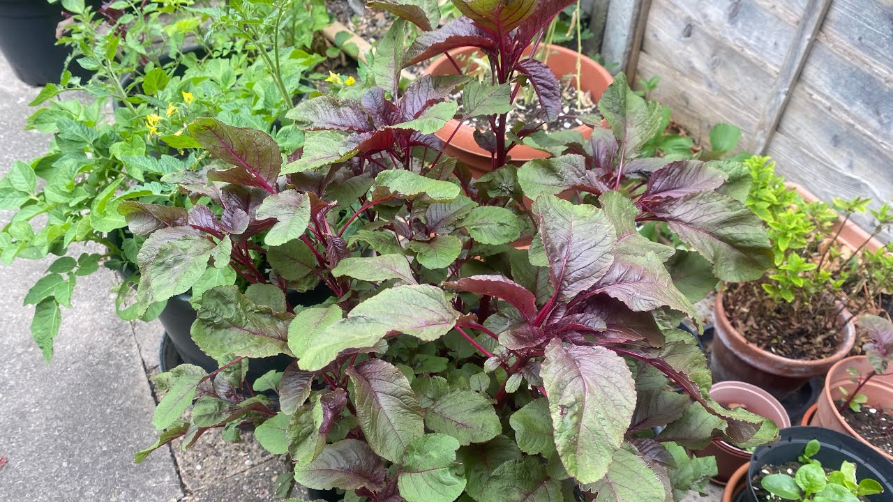 Red Amaranth harvesting #লালশাক