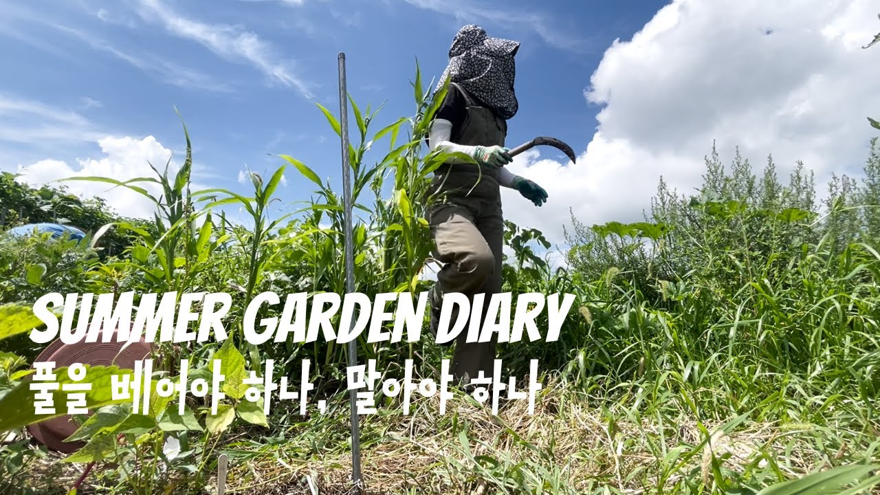 풀을 베어야 하나, 말아야 하나 Summer Garden Diary  | 텃밭 일기 #3