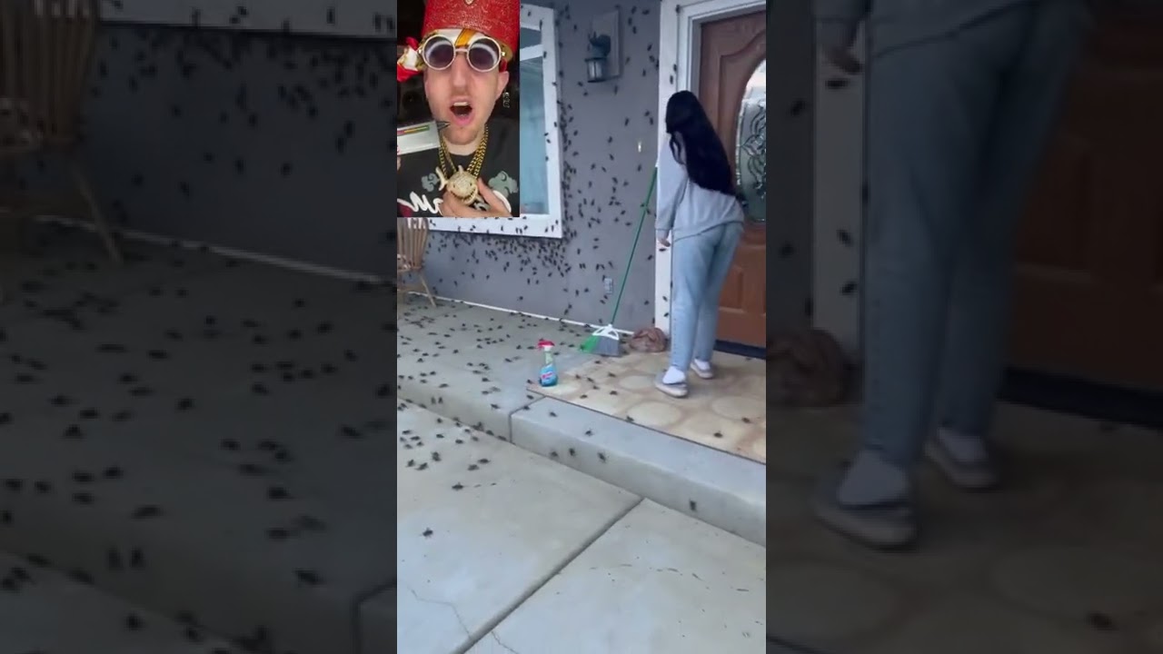 Huge roach infestation #shorts