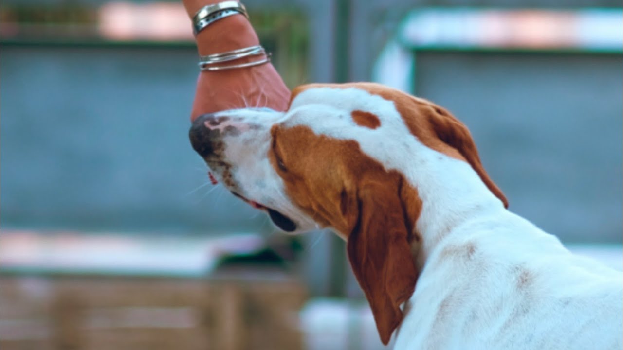 പേ പിടിച്ച നായ്ക്കളുടെ ലക്ഷണങ്ങൾ - ഡോ. ഷാഹുൽ ഹമീദ്‌ സംസാരിക്കുന്നു | Vet's Talk | Karshakasree