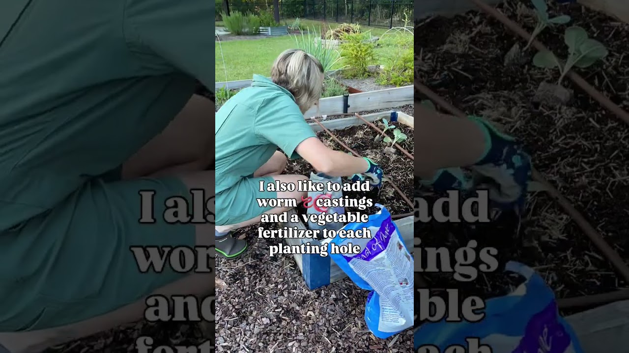 Here are my favorite tips for growing brassicas! 