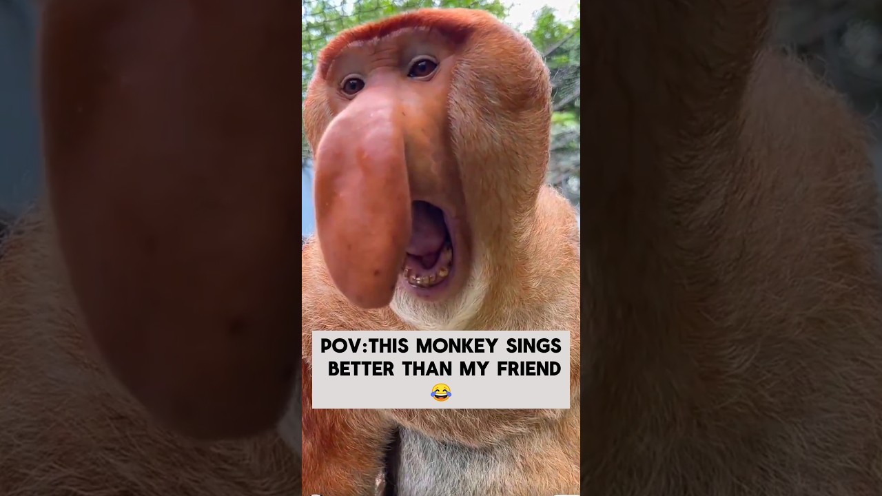 ProboscisMonkey singing melody🐒 #proboscismonkey#endangeredspecies#wildlife#animalshorts#monkey