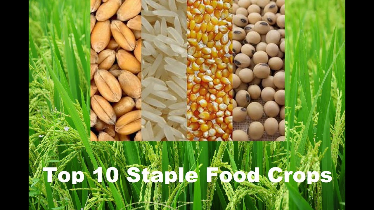 Top 10 STAPLE FOOD Crops for Health Nutrition: Wheat Rice Potato Corn Soybean Cassava Yam Sorghum…