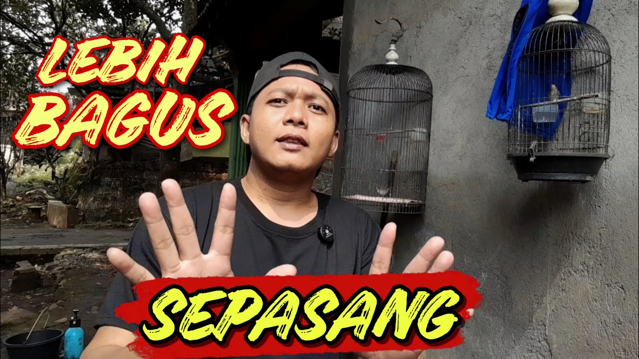 BEGINI KUNCINYA ‼️ MERAWAT BURUNG PRENJAK SATU PASANG AGAR CEPAT GACOR