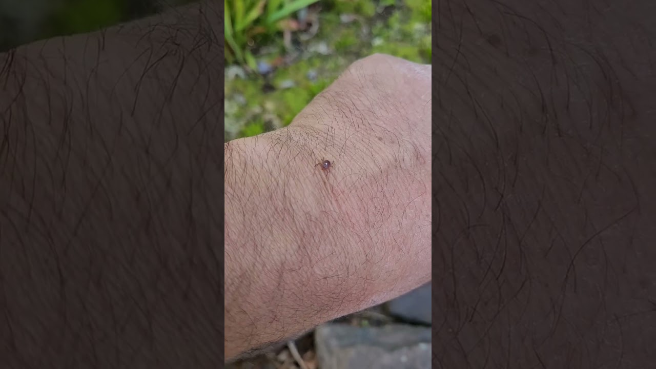 feeding a lone star #tick to my #venusflytrap