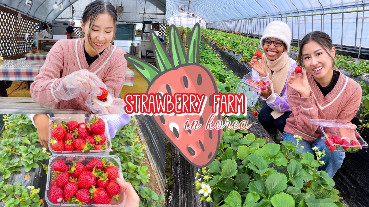Living in Korea 🇰🇷 picking strawberries & making strawberry mochi