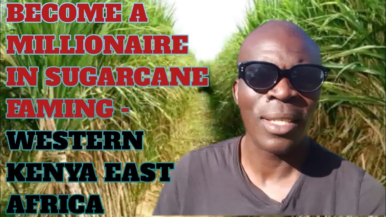 Become a millionaire growing sugarcane from kakamega, western Kenya, east africa