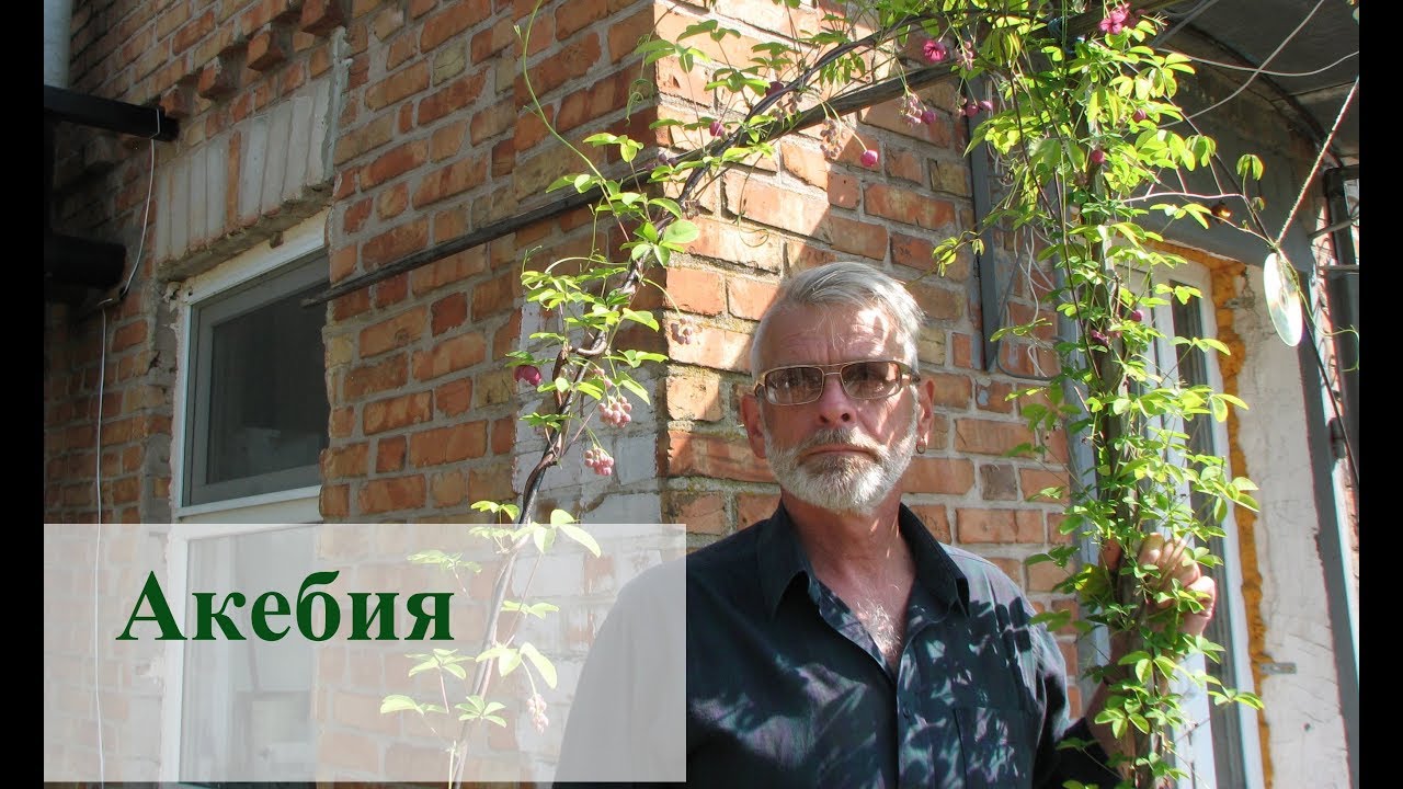 Акебия (шоколадная лиана)