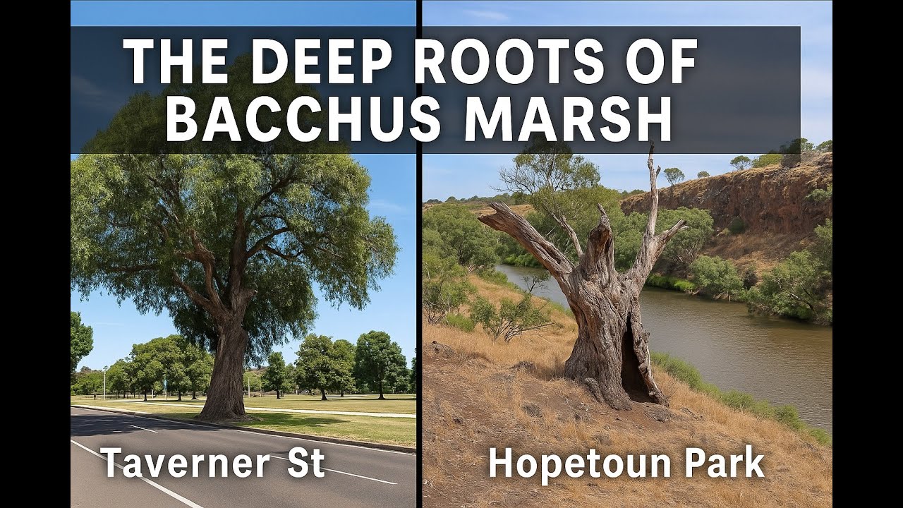 🌳 The Deep Roots of Bacchus Marsh &ndash; Two Trees, Centuries of Stories