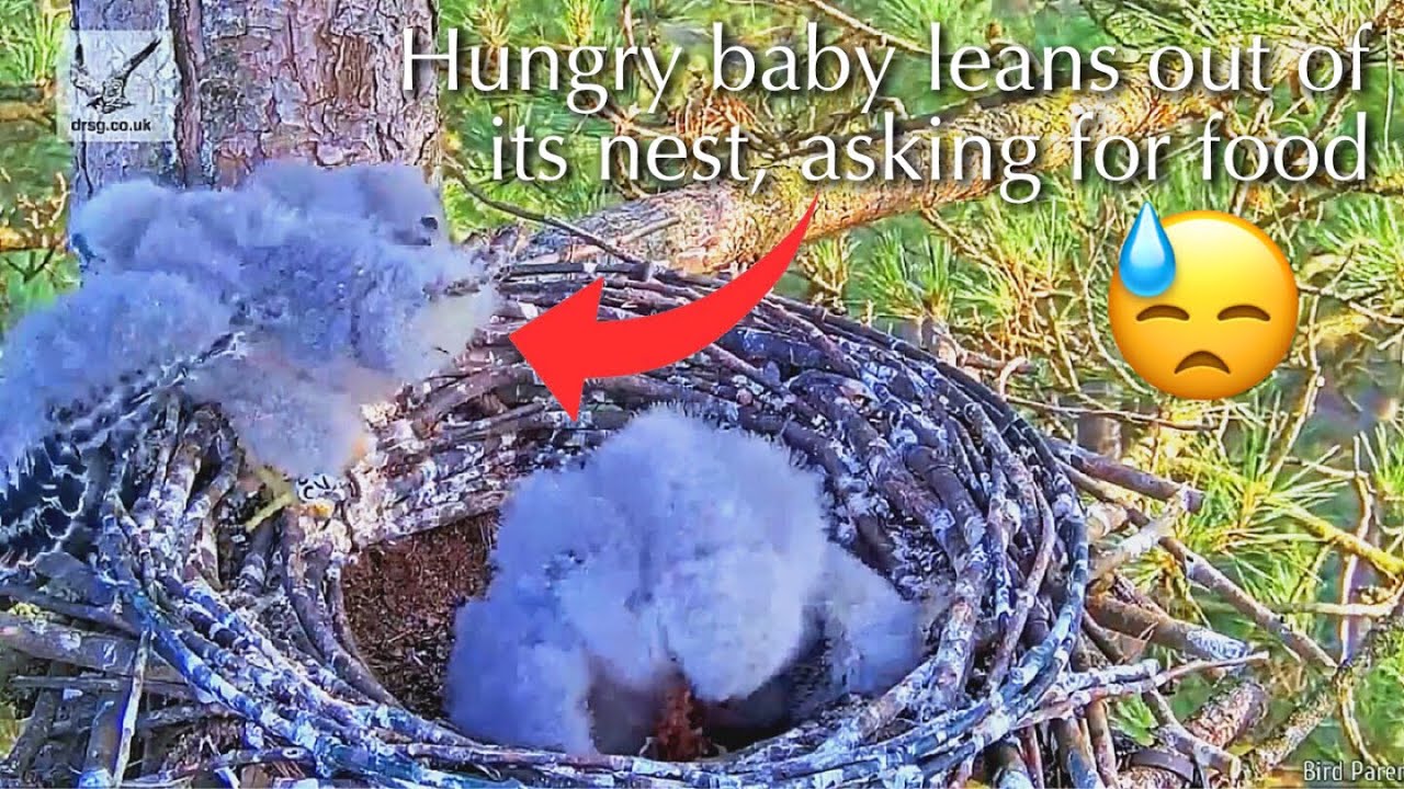 #110🦅🐥20°🐥20°／Falcon Nest 2025🇬🇧 Forestry England South Forest District／Powerd by WildlifeWindows