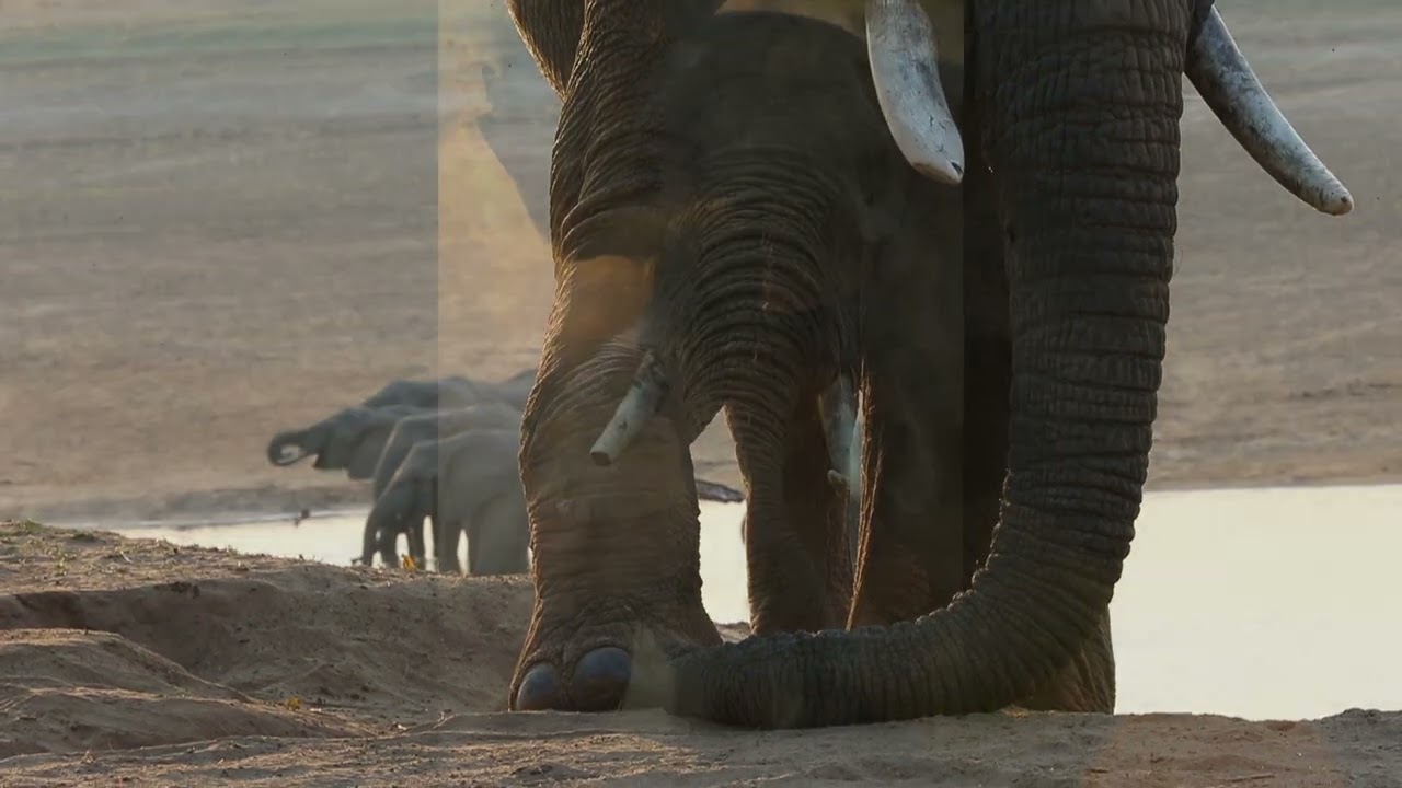 Safari Zambia at Track and Trail River Camp - South Luangwa