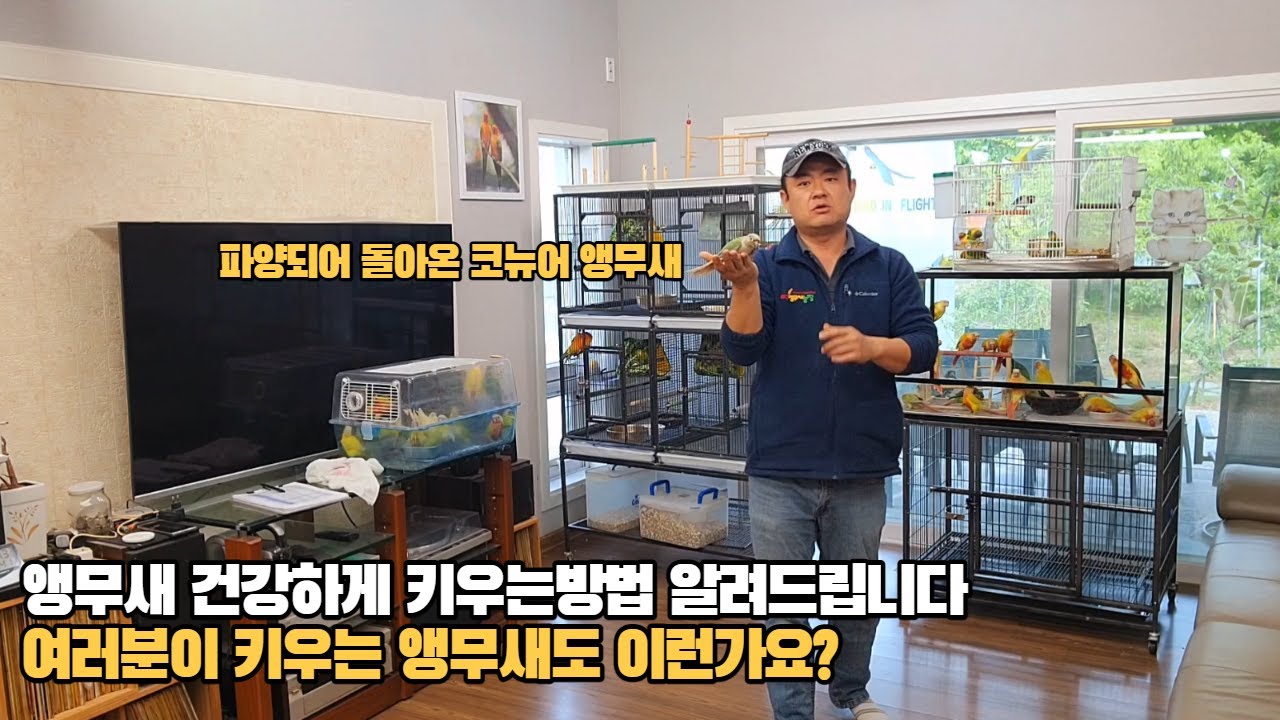 파양되어 돌아온 코뉴어앵무새의 건강상태 확인해 봅시다