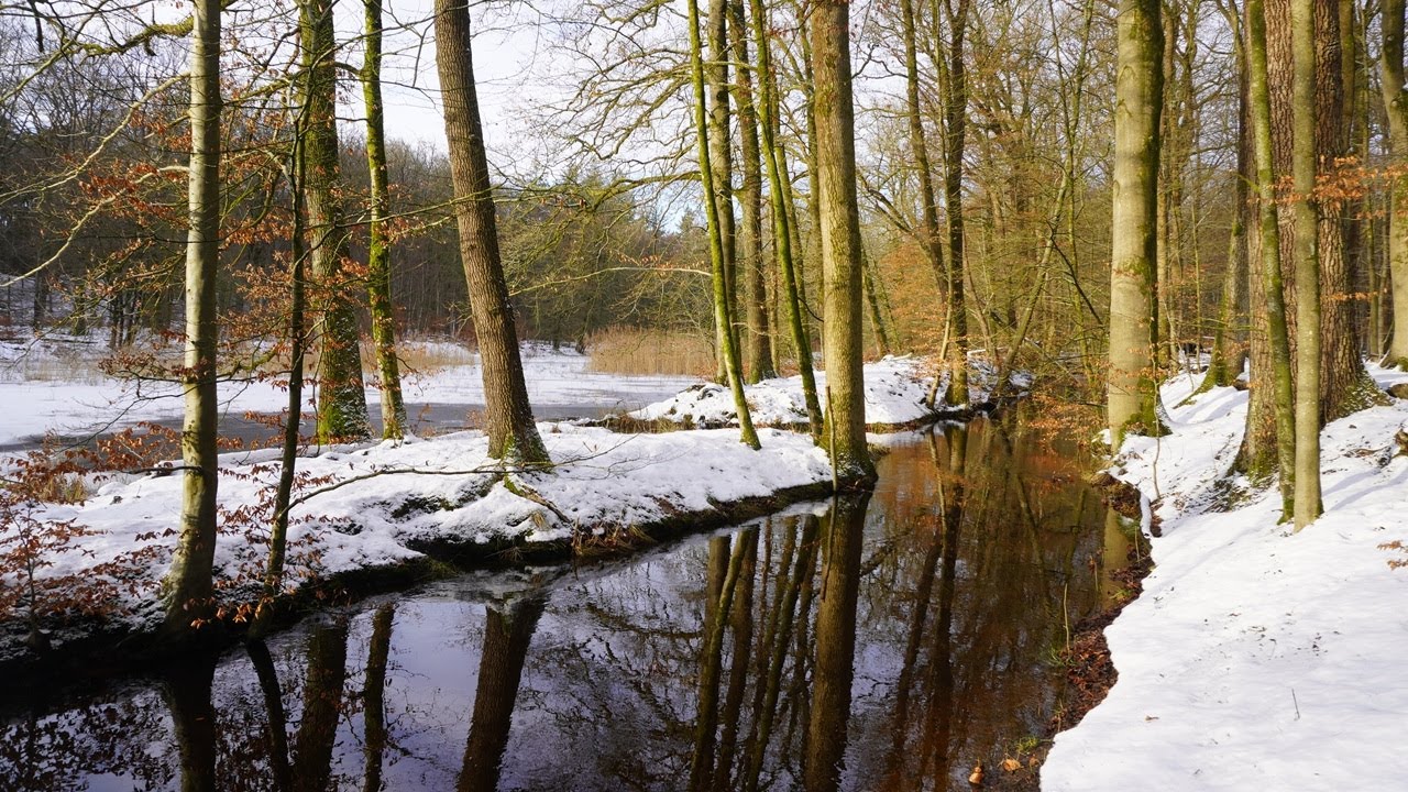 Zandmolenroute | Sneeuw | Leuvenum-Ermelo | Natuurwandeling | Blauwe route | Snow | Nature walk | NL