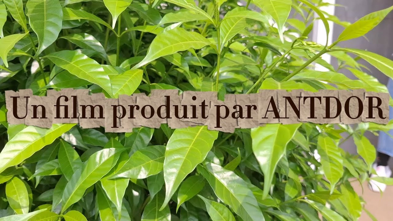 Antdor PEEZY ft MAEVA NDOSS - INTRO VERTI (VISUALIZER) [GABON TOUR]