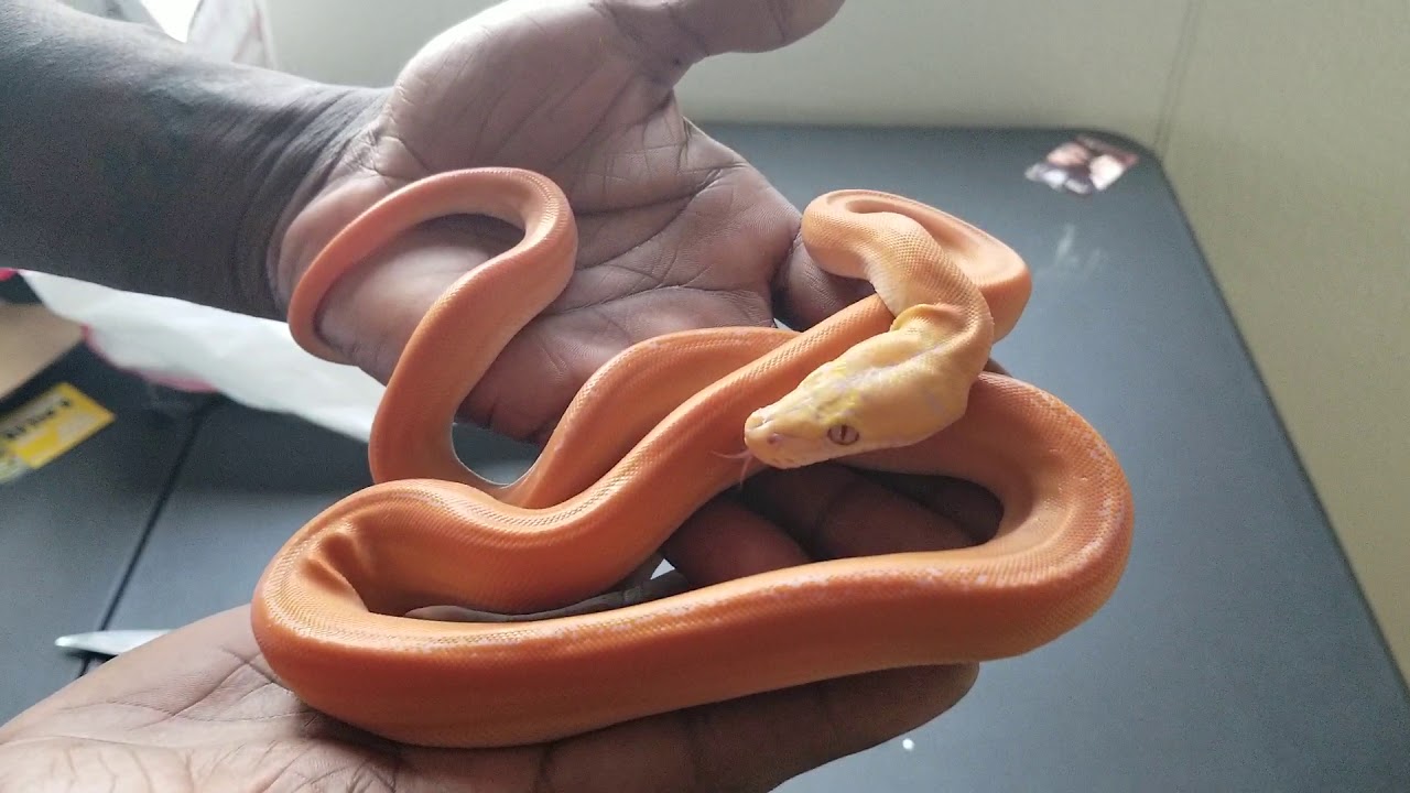 Baby Reticulated Python Unboxing